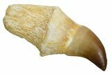 Fossil Rooted Mosasaur (Halisaurus) Tooth - Morocco #353192-1